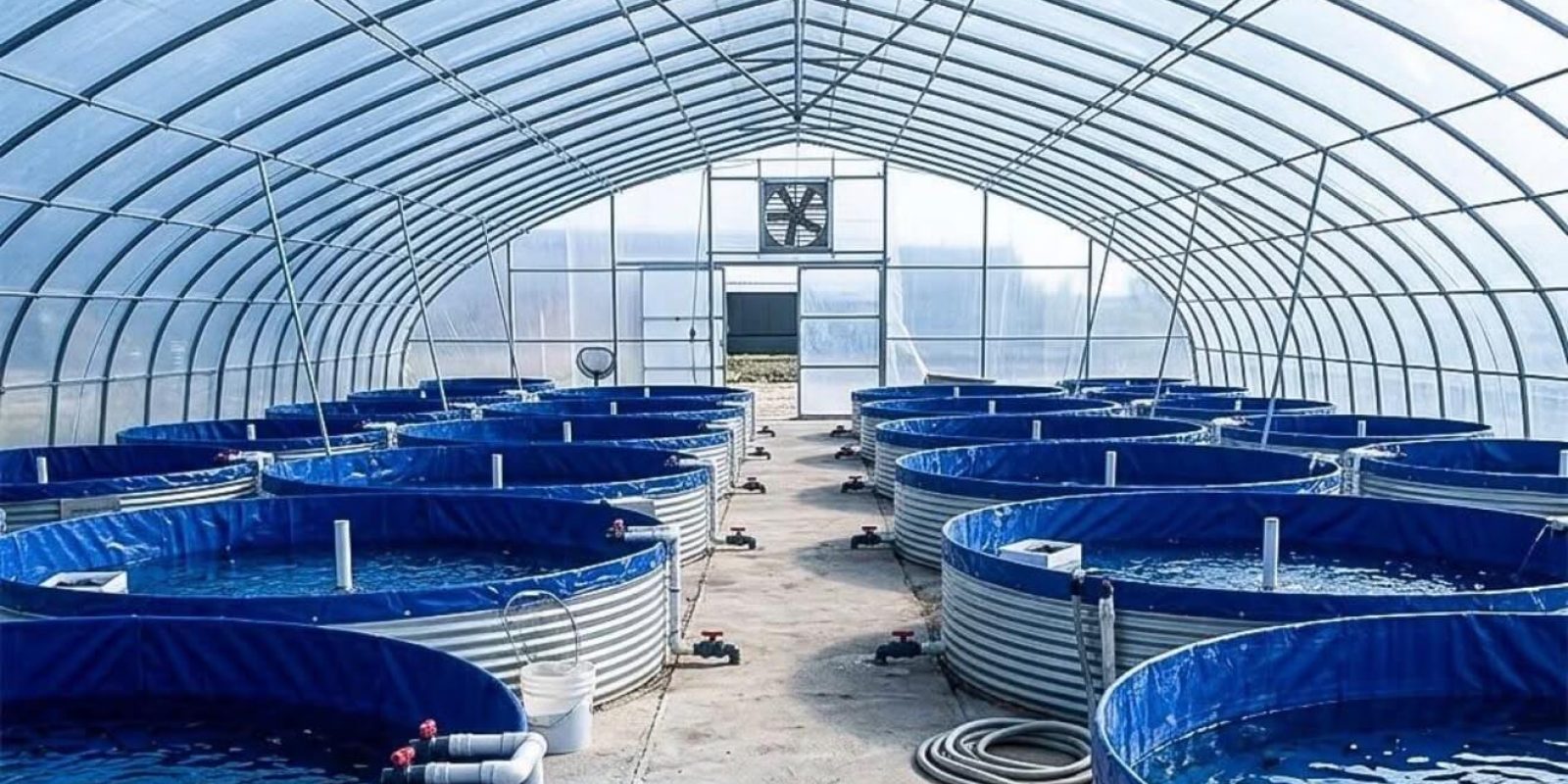 Broodstock tilapia held in a hatchery tank